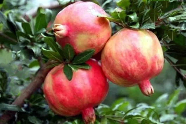 微信图片_20250529093623